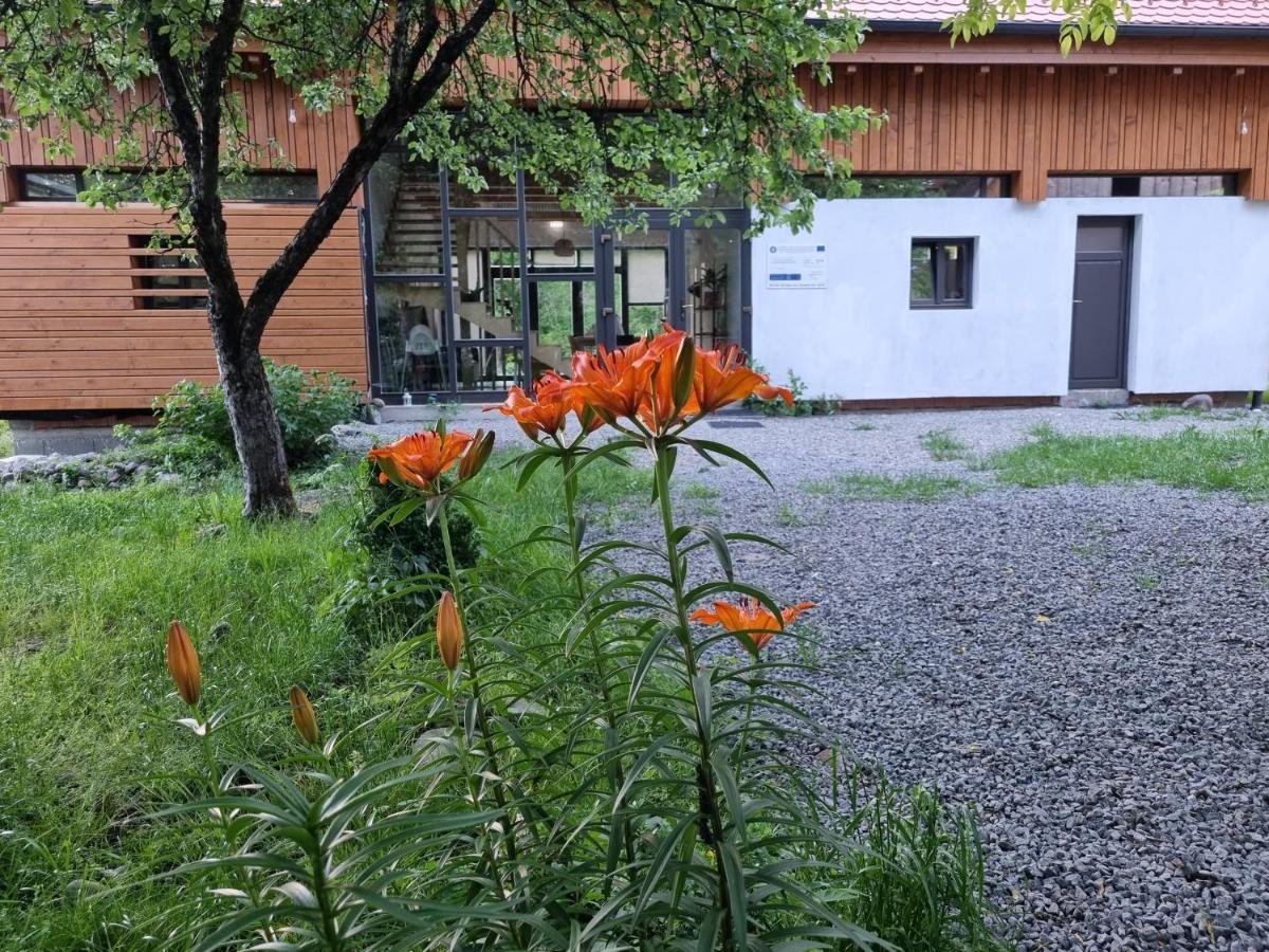 Bed and Breakfast Aster Panzio Cimpu Cetatii Экстерьер фото